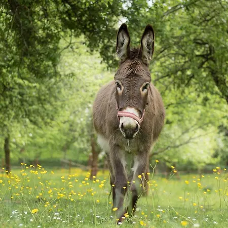 Vogelschar Urlaub Auf Dem Lebenshof Kiebitz