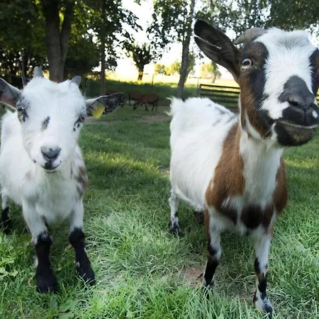 Vogelschar Urlaub Auf Dem Lebenshof Appartement *