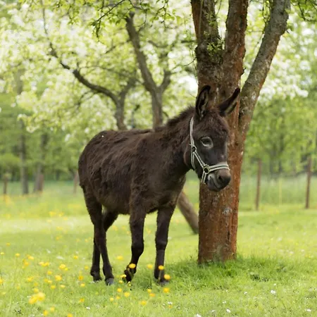 Apartment Vogelschar Urlaub Auf Dem Lebenshof *