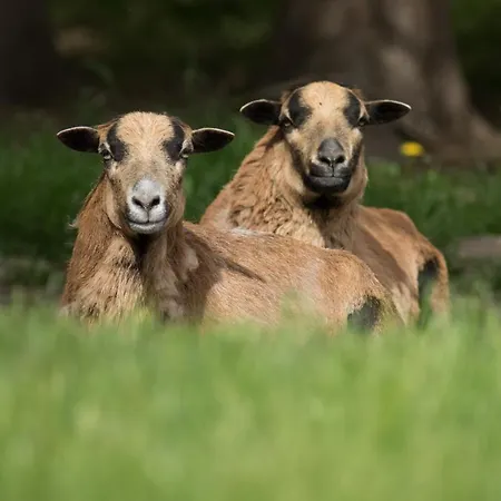 Vogelschar Urlaub Auf Dem Lebenshof Kiebitz