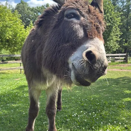 Vogelschar Urlaub Auf Dem Lebenshof Apartment Kiebitz