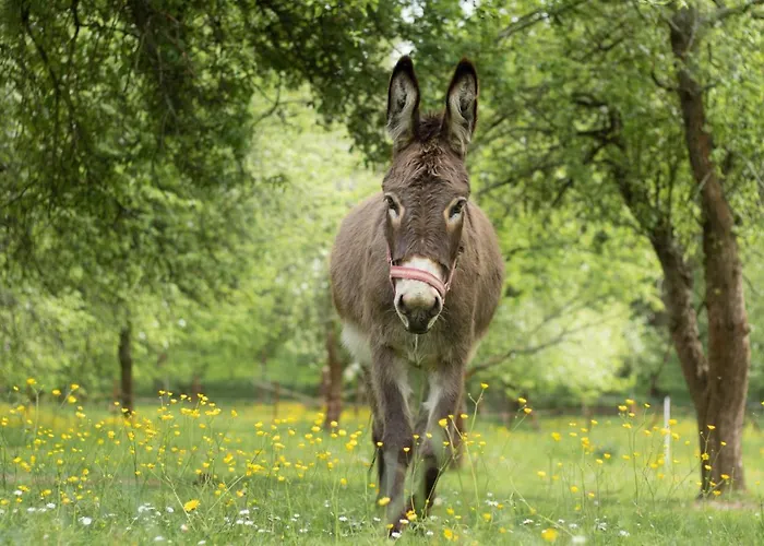 Vogelschar Urlaub Auf Dem Lebenshof Kiebitz