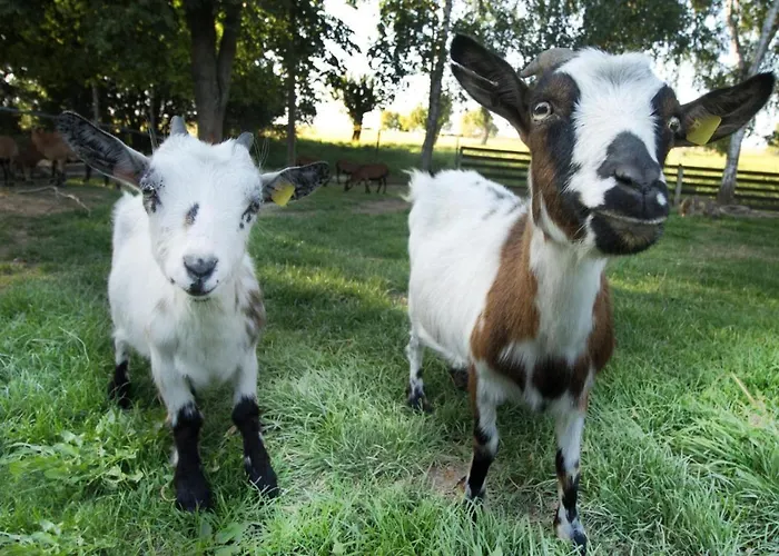 Vogelschar Urlaub Auf Dem Lebenshof Апартаменты *