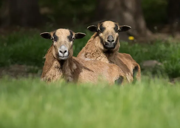 Vogelschar Urlaub Auf Dem Lebenshof Kiebitz